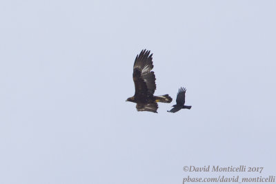 Golden Eagle (Aquila chrrysaetos)(subadult) & Red-billed Chough (Pyrrhocorax pyrrhocorax)_Hemis NP (Ladakh)