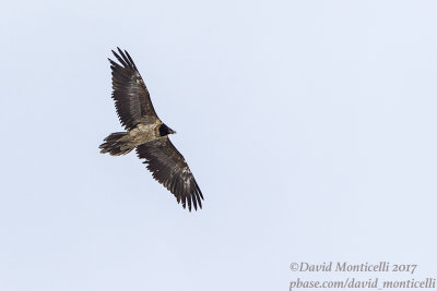 Bearded Vulture (immature)_Hemis NP (Ladakh)