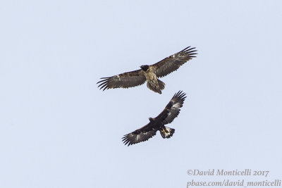 Golden Eagle (Aquila chrrysaetos)(subadult) & Bearded Vulture (immature)_Hemis NP (Ladakh)