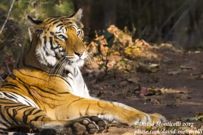 Tigers and Birds of Bandhavgarh National Park