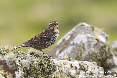 Red-winged Blackbird (Agelaius phoeniceus)(female)_North Ronaldsay, Orkney Islands (Scotland)
