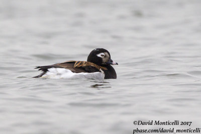 Long-tailed Duck (Clangula hyemalis)(male - summer plum.)_Kirkwall, Orkney Is (Scotland)