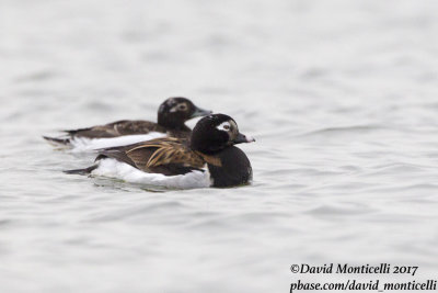 Long-tailed Duck (Clangula hyemalis)(male with immature)_Kirkwall, Orkney Is (Scotland)