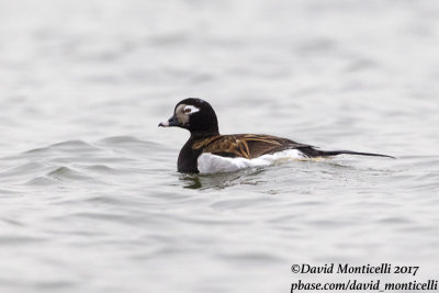 Long-tailed Duck (Clangula hyemalis)(male - summer plum.)_Kirkwall, Orkney Is (Scotland)