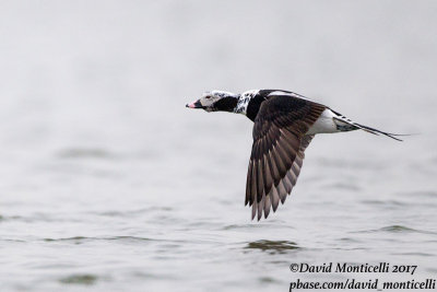 Long-tailed Duck (Clangula hyemalis)(male - spring plum.)_Kirkwall, Orkney Is (Scotland)