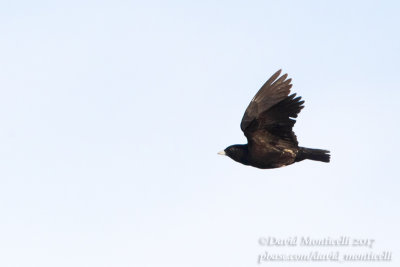 Black Lark (Melanocorypha yeltoniensis)_Kazakh Steppe west of Inderbor (Atyrau Oblast)