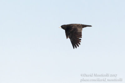 Black Lark (Melanocorypha yeltoniensis)_Kazakh Steppe west of Inderbor (Atyrau Oblast)