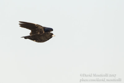 Black Lark (Melanocorypha yeltoniensis)_Kazakh Steppe west of Inderbor (Atyrau Oblast)