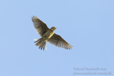 Eurasian Skylark (Alauda a. dulcivox)_Kazakh Steppe west of Inderbor (Atyrau Oblast)