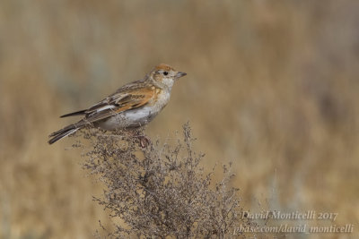 White-winged Lark (Melanocorypha leucoptera)_Kazakh Steppe west of Inderbor (Atyrau Oblast)