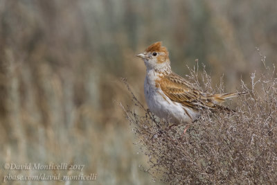 White-winged Lark (Melanocorypha leucoptera)_Kazakh Steppe west of Inderbor (Atyrau Oblast)