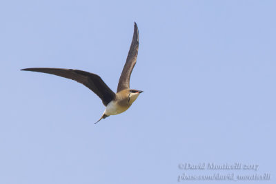 Black-winged Pratincole (Glareola nordmanni)(ad. summer)_Kazakh Steppe west of Inderbor (Atyrau Oblast)