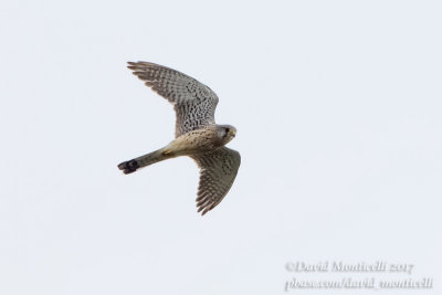 Kestrel (Falco tinnunculus)(ad. male)_Roadside forest close to Atyrau City (Atyrau Oblast)