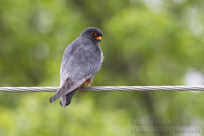 Red-footed Falcon (Falco vespertinus)(ad. male)_Roadside forest close to Atyrau City (Atyrau Oblast)