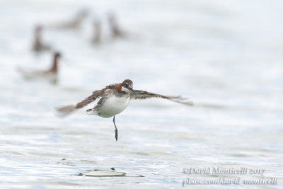 Red-necked Phalarope (Phalaropus lobatus)(ad. male summer)_Sewage Treatment Plant close to Atyrau City (Atyrau Oblast)