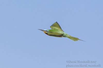 Blue-cheeked Bee-eater (Merops persicus)(ad.)_Kazakh Steppe west of Inderbor (Atyrau Oblast)
