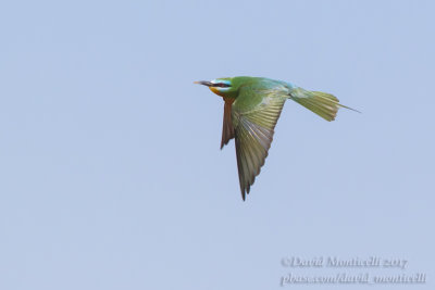 Blue-cheeked Bee-eater (Merops persicus)(ad.)_Kazakh Steppe west of Inderbor (Atyrau Oblast)