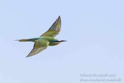 Blue-cheeked Bee-eater (Merops persicus)(ad.)_Kazakh Steppe west of Inderbor (Atyrau Oblast)