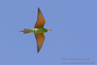 Blue-cheeked Bee-eater (Merops persicus)(ad.)_Kazakh Steppe west of Inderbor (Atyrau Oblast)