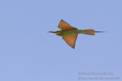 Blue-cheeked Bee-eater (Merops persicus)(ad.)_Kazakh Steppe west of Inderbor (Atyrau Oblast)