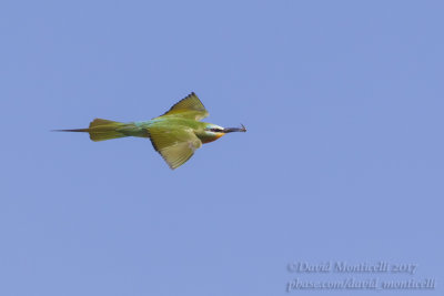 Blue-cheeked Bee-eater (Merops persicus)(ad.)_Kazakh Steppe west of Inderbor (Atyrau Oblast)