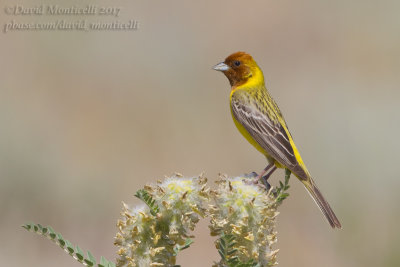 Red-headed Bunting (Emberiza bruniceps)(ad. male)_Kazakh Steppe west of Inderbor (Atyrau Oblast)