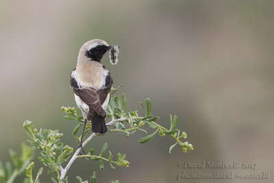 Desert Wheatear (Oenanthe deserti)(ad. male)_Kazakh Steppe west of Inderbor (Atyrau Oblast)