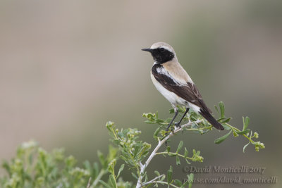 Desert Wheatear (Oenanthe deserti)(ad. male)_Kazakh Steppe west of Inderbor (Atyrau Oblast)