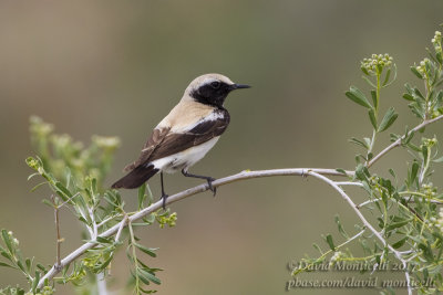 Desert Wheatear (Oenanthe deserti)(ad. male)_Kazakh Steppe west of Inderbor (Atyrau Oblast)