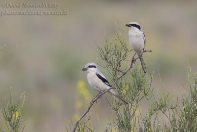 Steppe Grey Shrike (Lanius pallidirostris)(ad. male & female)_Kazakh Steppe west of Inderbor (Atyrau Oblast)