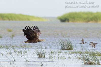 White-tailed Eagle (Haliaeetus albicilla)(subad.)_Caspian Sea Estuary, South-west of Atyrau (Atyrau Oblast)
