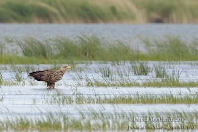 White-tailed Eagle (Haliaeetus albicilla)(subad.)_Caspian Sea Estuary, South-west of Atyrau (Atyrau Oblast)