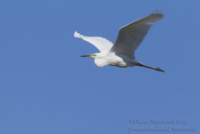 Western Great Egret (Ardea alba)_Ural River south-west of Atyrau (Atyrau Oblast)