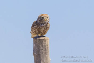 Little Owl (Athene noctua)_along the Ural River, south of Atyrau (Atyrau Oblast)