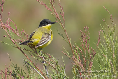 Yellow Wagtail (Motacilla f. superciliaris)_Kazakh Steppe west of Inderbor (Atyrau Oblast)