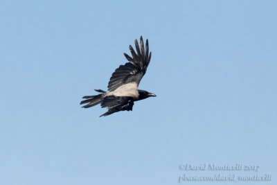 Hooded Crow (Corvus c. sharpii)_Atyrau City (Atyrau Oblast)