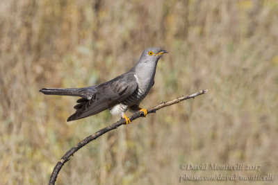 Common Cuckoo (Cuculus canorus)(ad. male)_park in Atyrau City (Atyrau Oblast)