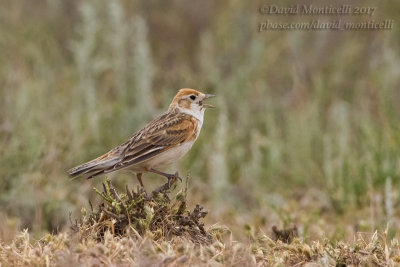 White-winged Lark (Melanocorypha leucoptera)_Kazakh Steppe west of Inderbor (Atyrau Oblast)