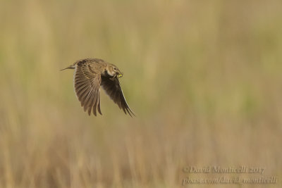 Calandra Lark (Melanocorypha calandra)_Kazakh Steppe west of Inderbor (Atyrau Oblast)