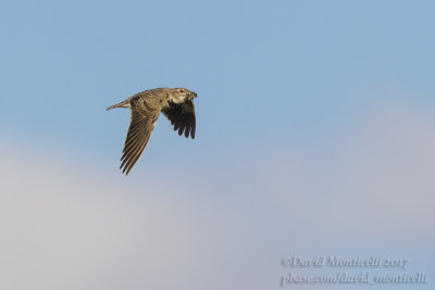 Calandra Lark (Melanocorypha calandra)_Kazakh Steppe west of Inderbor (Atyrau Oblast)