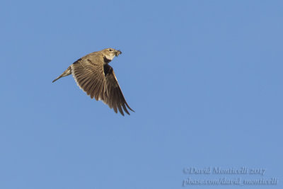 Calandra Lark (Melanocorypha calandra)_Kazakh Steppe west of Inderbor (Atyrau Oblast)