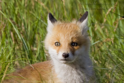 Red Fox (Vulpes vulpes)_Kazakh Steppe west of Inderbor (Atyrau Oblast)