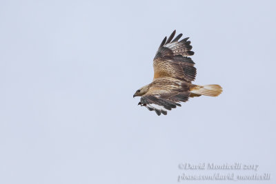 Long-legged Buzzard (Buteo rufinus)(ad.)_Kazakh Steppe west of Inderbor (Atyrau Oblast)