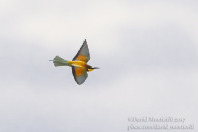 European Bee-eater (Merops apiaster)(ad.)_Kazakh Steppe west of Inderbor (Atyrau Oblast)