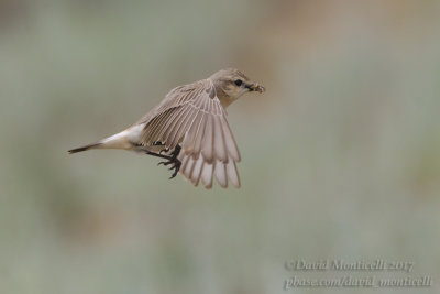 Isabelline Wheatear (Oenanthe isabellina)(ad. female)_Kazakh Steppe west of Inderbor (Atyrau Oblast)