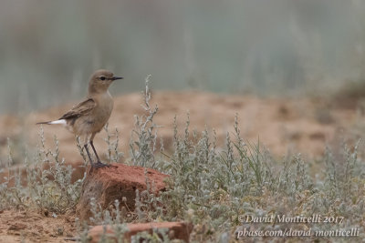 Isabelline Wheatear (Oenanthe isabellina)(ad. female)_Kazakh Steppe west of Inderbor (Atyrau Oblast)