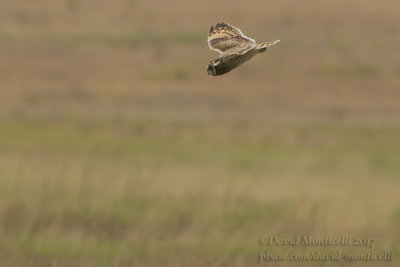 Short-eared Owl (Asio flammeus)_Kazakh Steppe west of Inderbor (Atyrau Oblast)