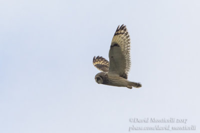 Short-eared Owl (Asio flammeus)_Kazakh Steppe west of Inderbor (Atyrau Oblast)