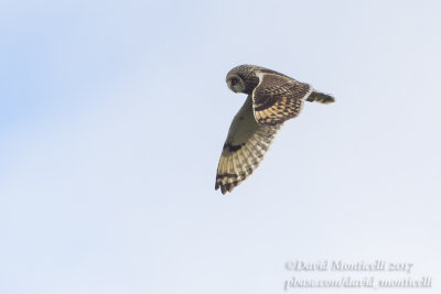 Short-eared Owl (Asio flammeus)_Kazakh Steppe west of Inderbor (Atyrau Oblast)