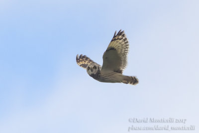 Short-eared Owl (Asio flammeus)_Kazakh Steppe west of Inderbor (Atyrau Oblast)